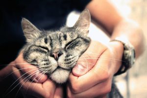 Как понять, что кот вас любит: 9 основных признаков