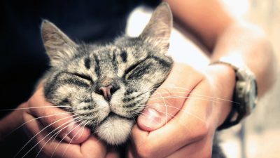 Как понять, что кот вас любит: 9 основных признаков