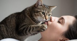 Почему кот утром лезет в лицо