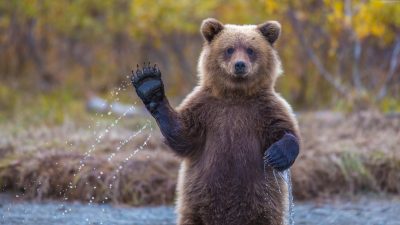 Приснился медведь: что означает такой сон по разным сонникам